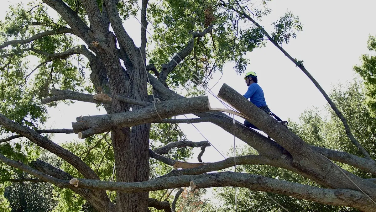 Professional Crown Thinning performed by certified arborists in Ravenna